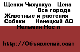 Щенки Чихуахуа › Цена ­ 12000-15000 - Все города Животные и растения » Собаки   . Ненецкий АО,Нельмин Нос п.